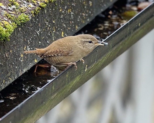 wren